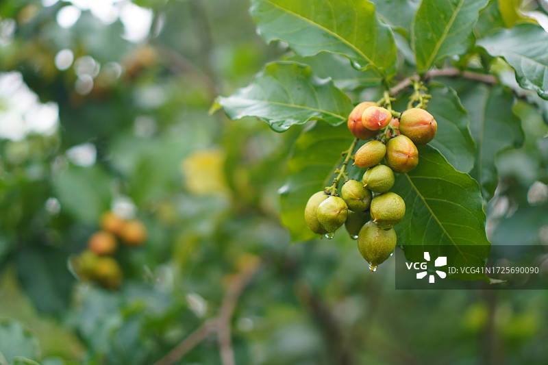 自然背景中花园里盛开的橙色花生酱果树，食物图片素材