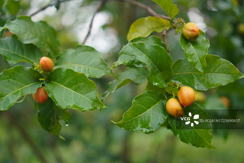 自然背景中花园里盛开的橙色花生酱果树，食物图片素材