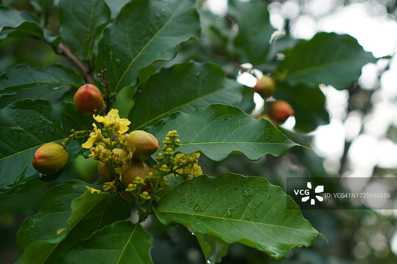 自然背景中花园里盛开的橙色花生酱果树，食物图片素材