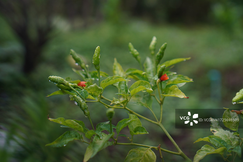 红绿泰国辣椒，辣椒，在花园里绽放图片素材