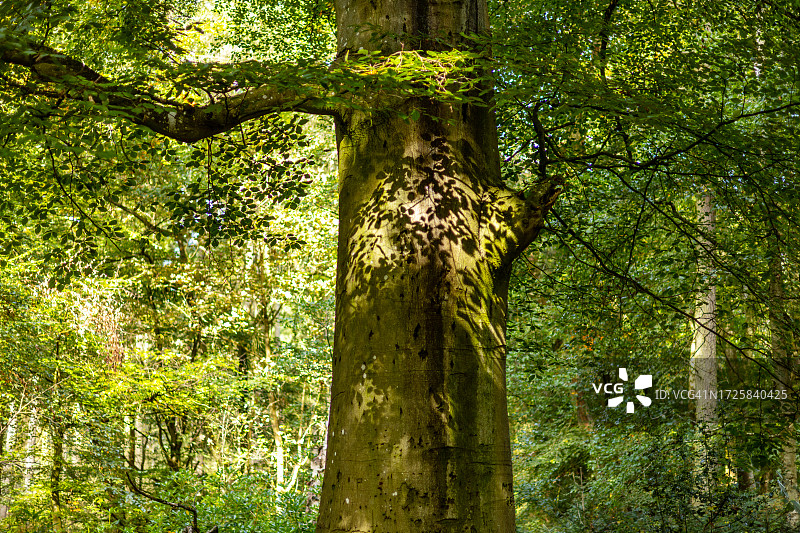 比彻公共地，莱奥明斯特，赫里福德郡，英格兰，英国图片素材