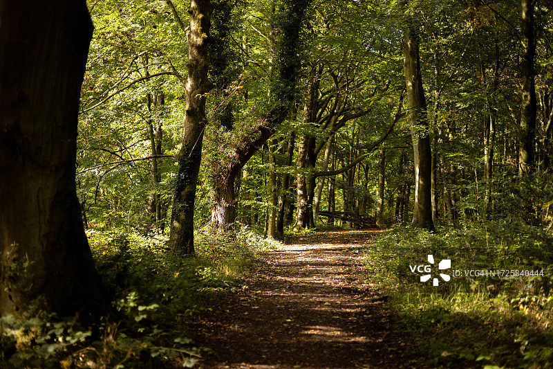 比彻公共地，莱奥明斯特，赫里福德郡，英格兰，英国图片素材