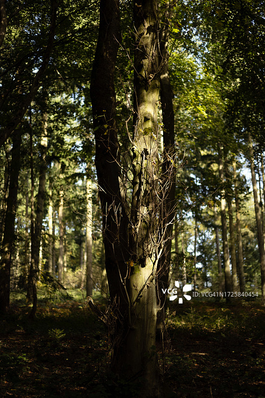 比彻公共地，莱奥明斯特，赫里福德郡，英格兰，英国图片素材