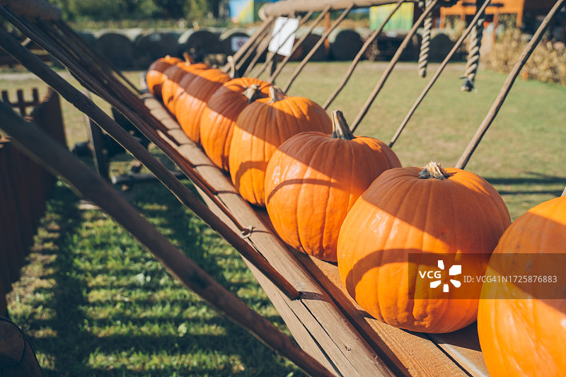 农场里的橙色南瓜图片素材