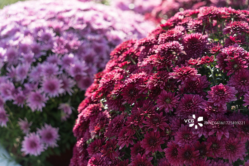 鲜艳的粉红色和红色秋季菊花图片素材