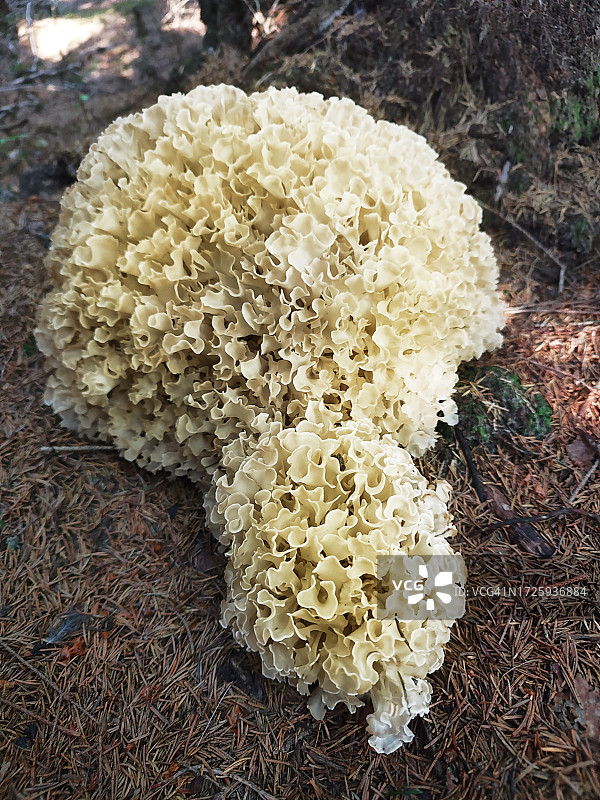 食用真菌 Sparassis crispa图片素材
