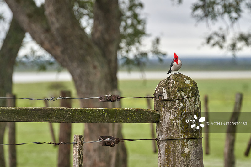 红头罩红雀图片素材