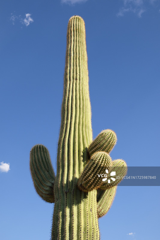 蓝色天空下的仙人柱图片素材