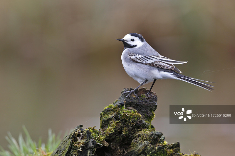 佩ene河谷自然公园的白鹡鸰图片素材