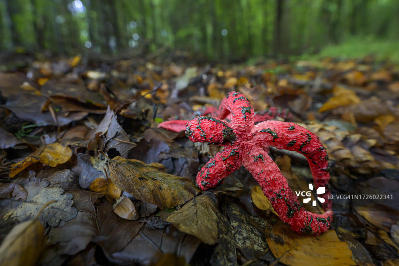 阿切氏笼头菌，德国，黑森州图片素材