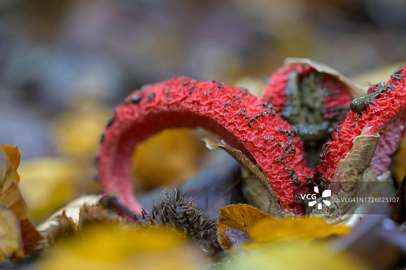 阿切氏笼头菌，德国，黑森州图片素材