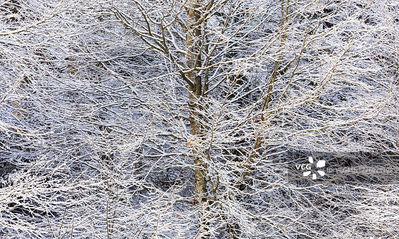 奥地利上奥地利州萨尔茨卡默古特蒙德湖区落叶林中积雪覆盖的树枝图片素材