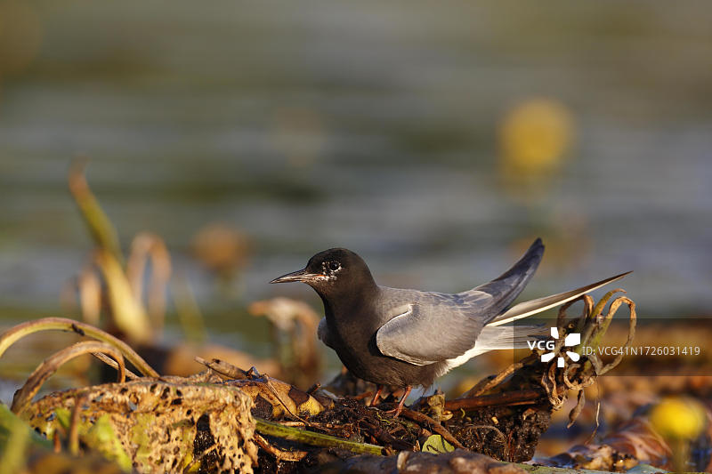 黑燕鸥（Chlidonias niger），在巢中的成年鸟类，佩内塔尔河景观自然公园，梅克伦堡-西波美拉尼亚，德国图片素材