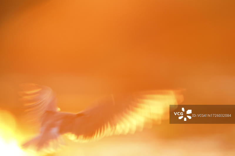 黑燕鸥：成年鸟飞行，成年鸟逆光，佩内塔河自然公园，梅克伦堡-前波莫瑞州，德国图片素材