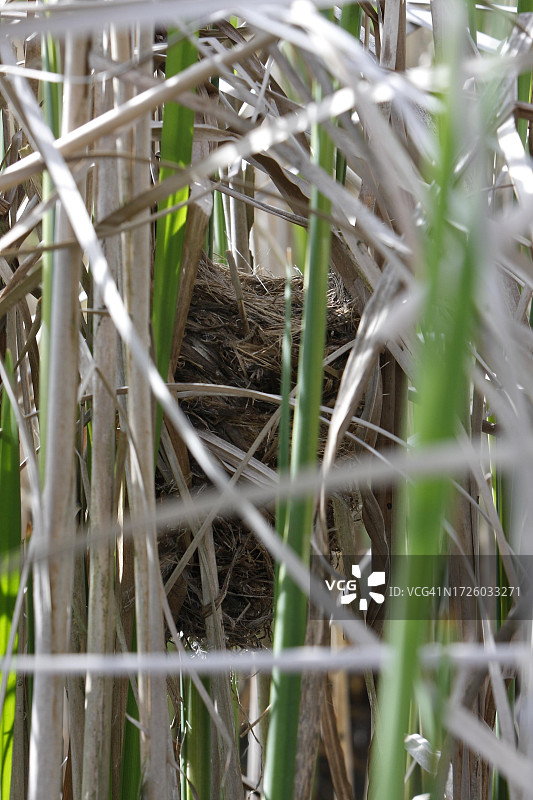 苇莺在芦苇丛中的旧巢，佩内塔尔河景观自然公园，德国梅克伦堡-西波美拉尼亚图片素材