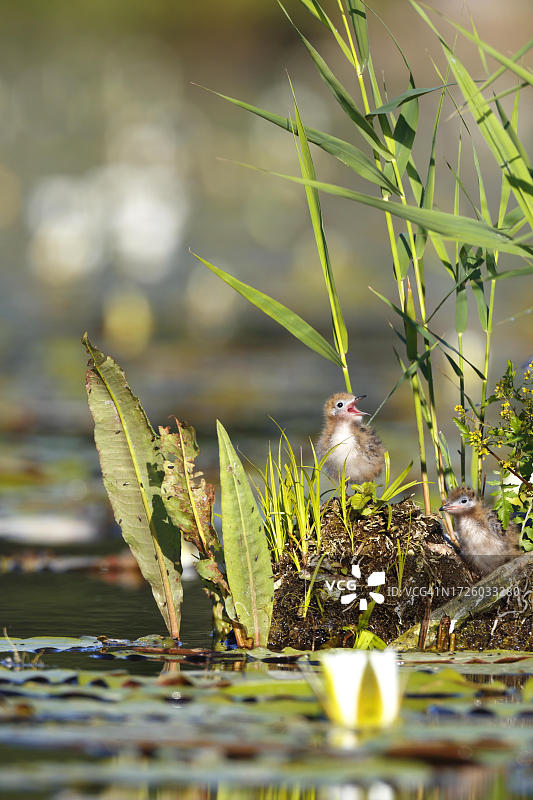 德国梅克伦堡-西波美拉尼亚州自然公园内的黑海燕幼鸟图片素材