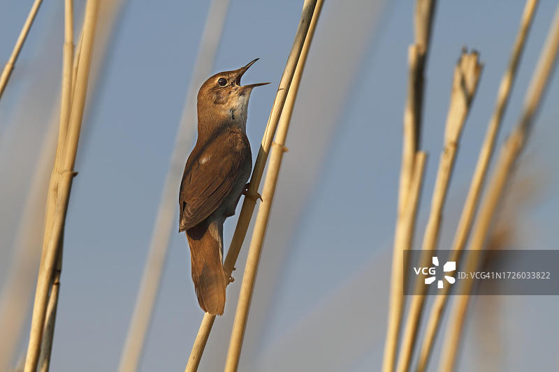 德国梅克伦堡-前波美拉尼亚州自然公园中的赛氏苇莺图片素材
