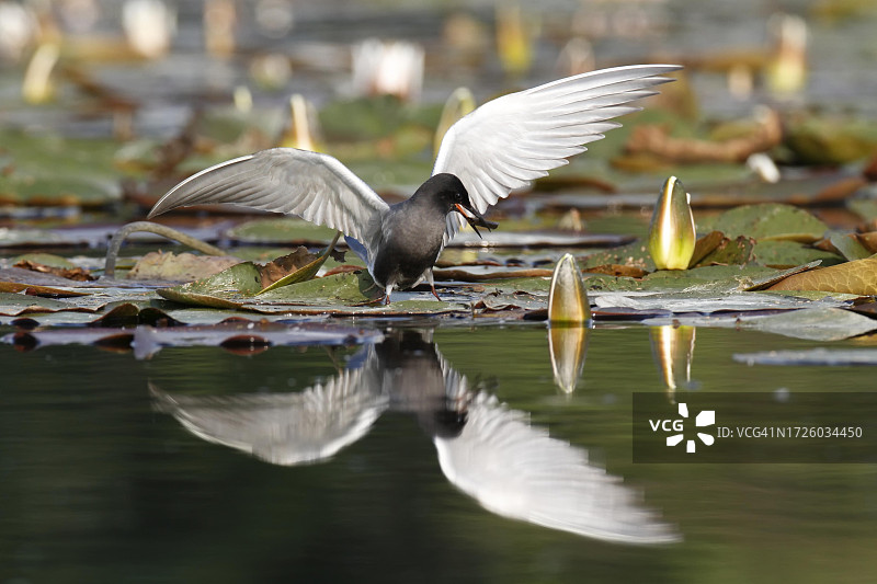 黑燕鸥（Chlidonias niger），在巢中的成年鸟类，佩内塔尔河景观自然公园，梅克伦堡-西波美拉尼亚，德国图片素材