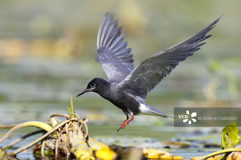 黑浮鸥(Chlidonias niger),成年鸟类飞行,德国梅克伦堡-前波莫瑞州图片素材