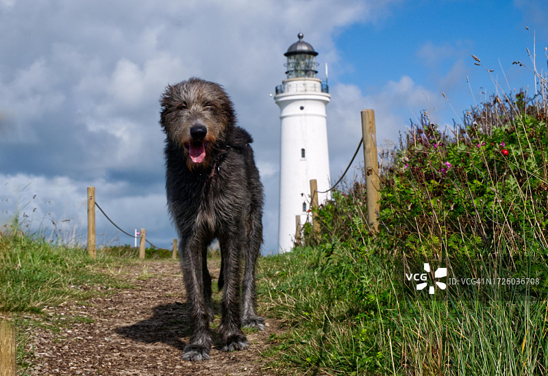 丹麦希茨海尔斯灯塔前的爱尔兰猎狼犬（犬科）图片素材