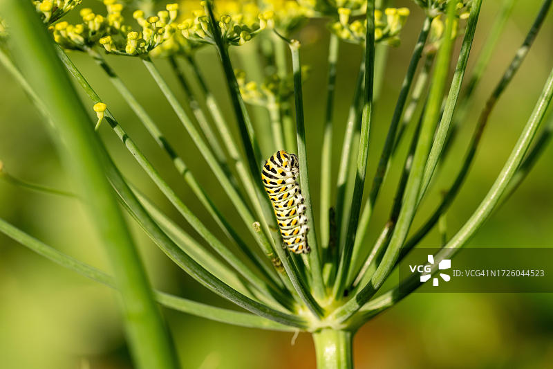 瑞士伯尔尼花园茴香花上的凤蝶图片素材