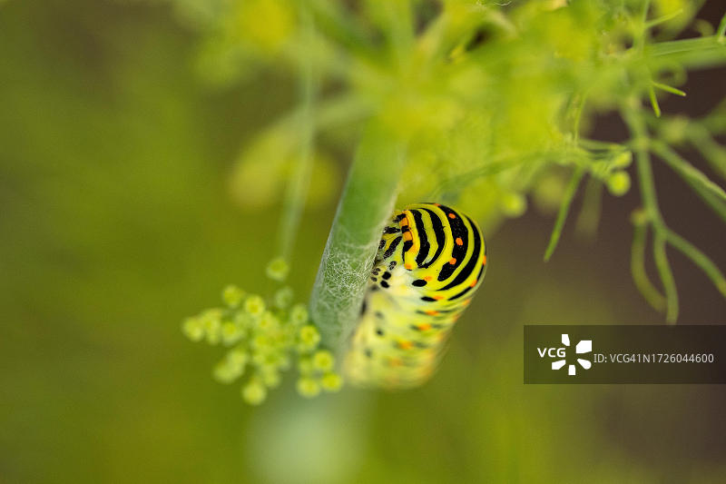 在瑞士伯尔尼州，燕尾蝶（Papilio machaon）停留在花园的茴香上图片素材