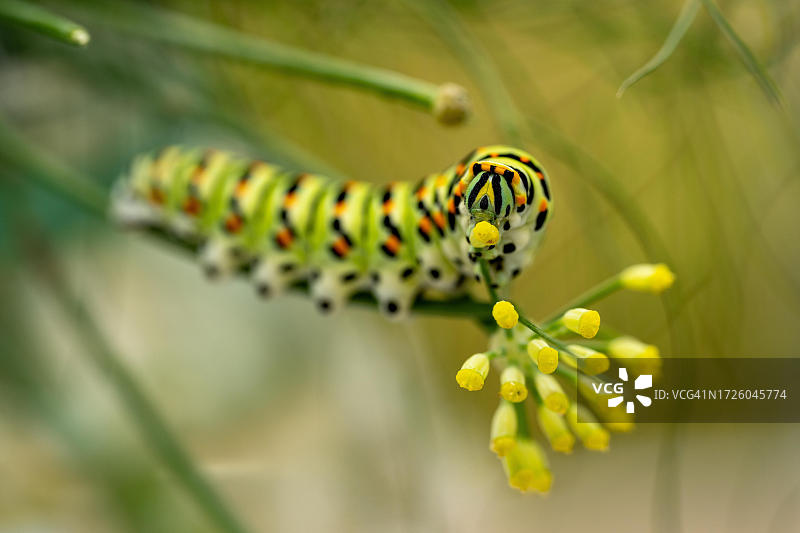 瑞士伯尔尼，燕尾蝶在茴香花上觅食图片素材