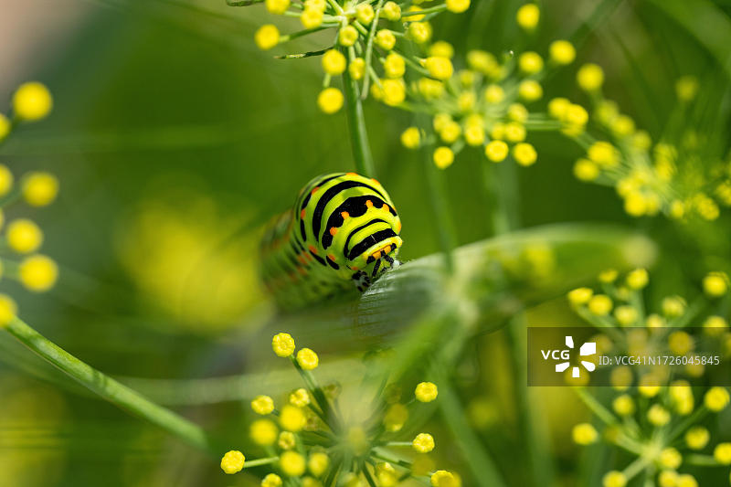 花园中茴香花丛中的燕尾蝶图片素材