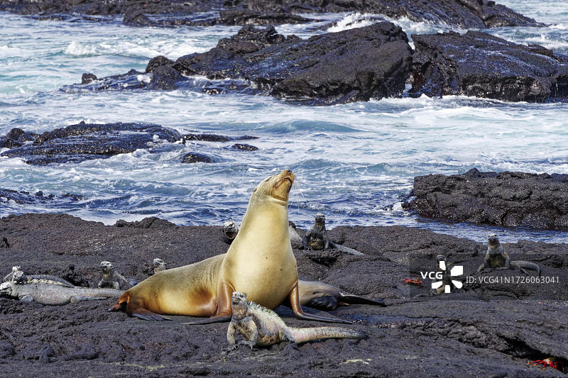 埃斯皮诺萨角的加拉帕戈斯海狮和海鬣蜥图片素材