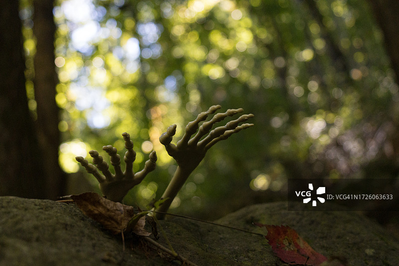 万圣节森林中升起的骷髅手图片素材