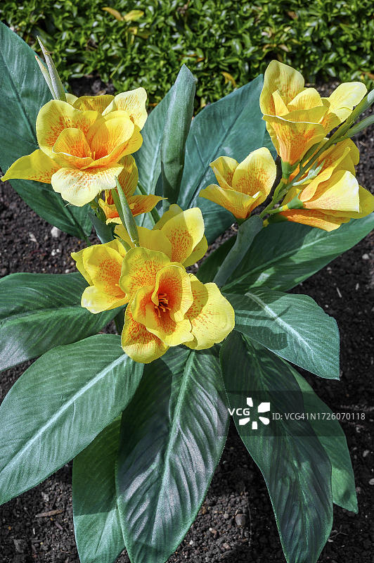 人造印度美人蕉，德国巴伐利亚州巴特格罗宁巴赫图片素材