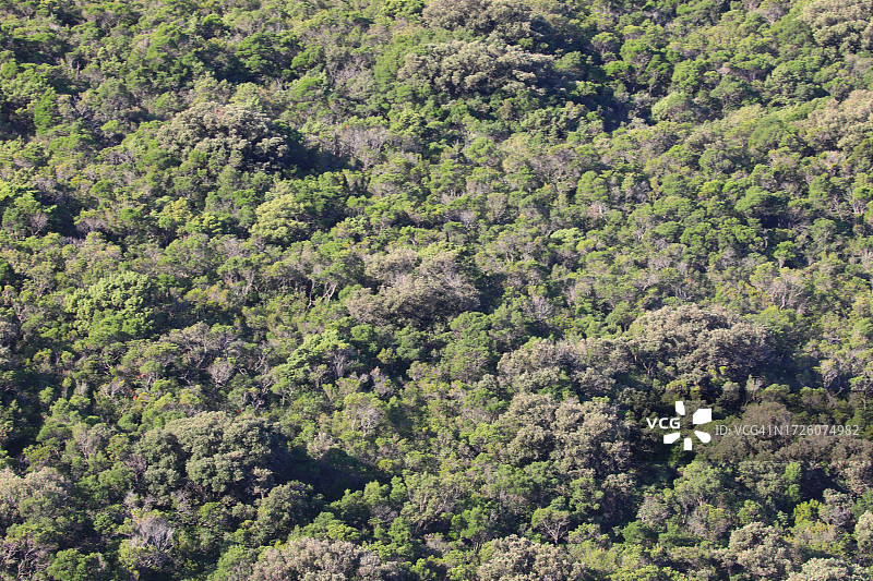 树木林地图片素材