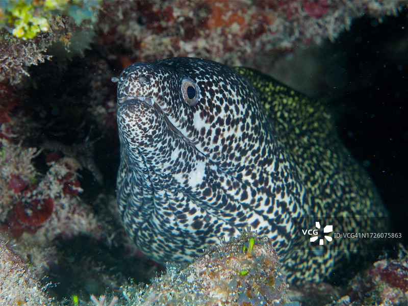 星点海鳗，美国佛罗里达州约翰·彭尼坎普珊瑚礁州立公园潜水点图片素材