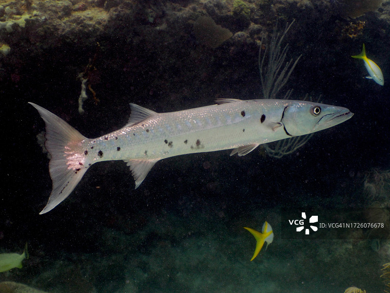 梭鱼，约翰·彭内坎普珊瑚礁州立公园潜水点，基拉戈，佛罗里达群岛，佛罗里达州，美国图片素材