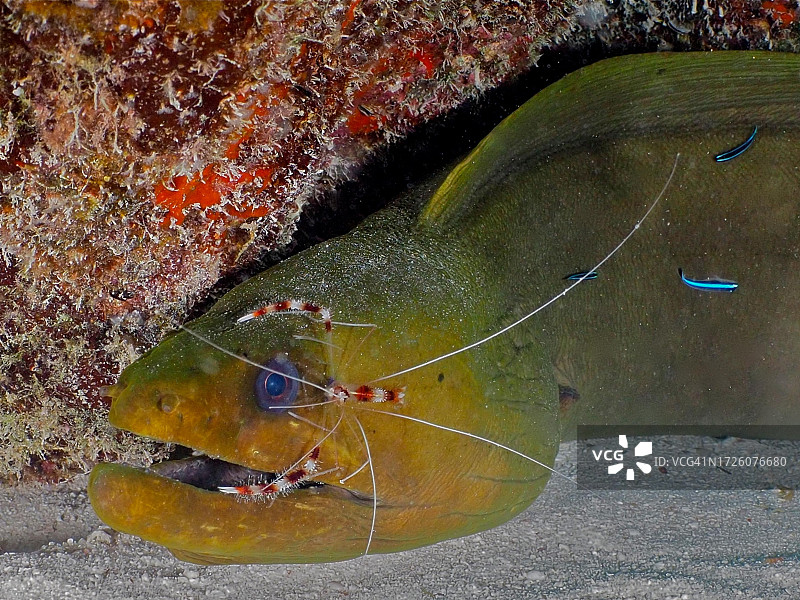 绿海鳝与清洁站的珊瑚虾和虾虎鱼图片素材