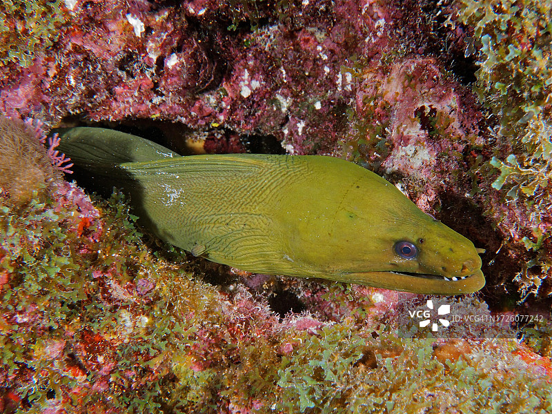 绿海鳗（Gymnothorax funebris），约翰·彭尼坎普珊瑚礁州立公园潜水点，基拉戈，佛罗里达礁岛群，佛罗里达州，美国图片素材