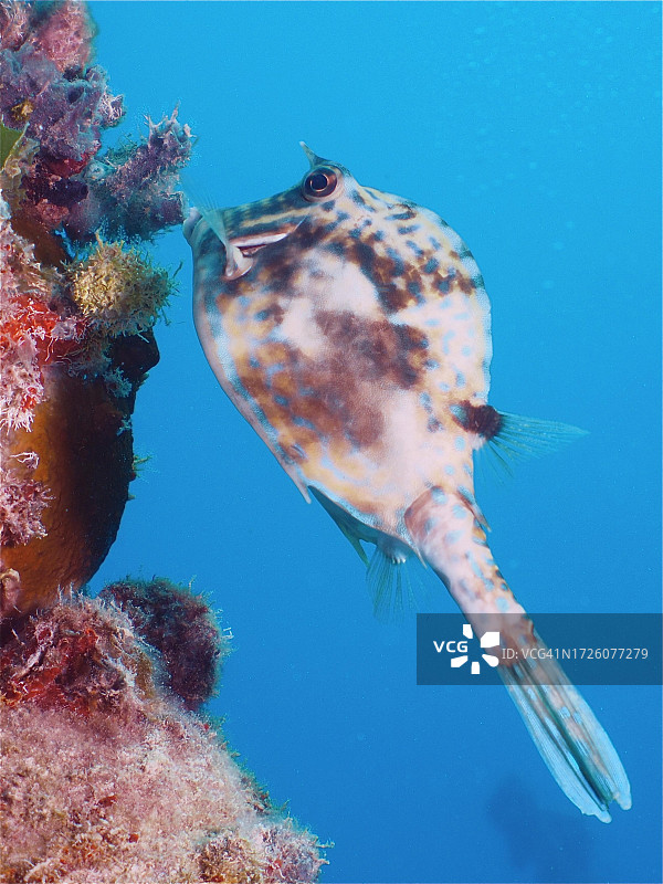 四角棘箱鲀，美国佛罗里达群岛基拉戈约翰彭尼坎普珊瑚礁州立公园潜水点图片素材