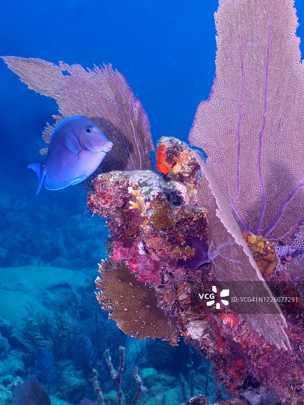 蓝吊鱼（Acanthurus coeruleus）图片素材