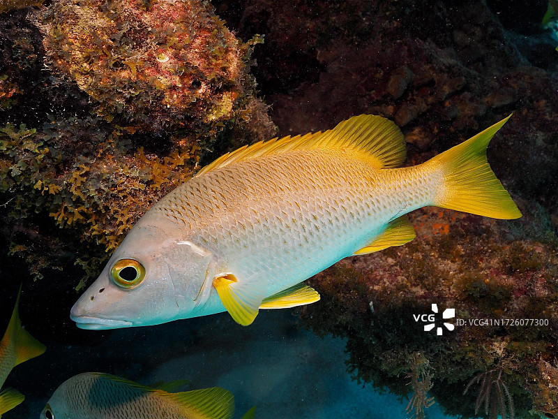 犬牙鲷，鲷鱼。美国佛罗里达群岛基拉戈约翰·彭尼坎普珊瑚礁州立公园潜水点图片素材