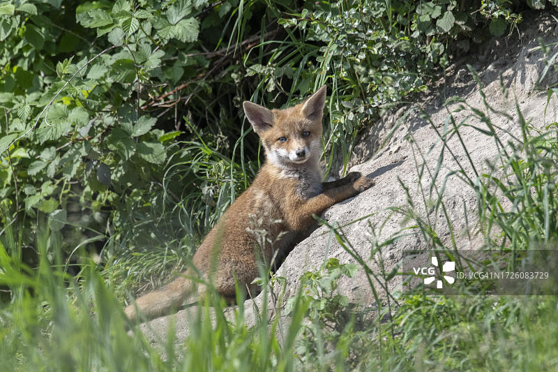 瑞士：狐穴前的幼年红狐（Vulpes vulpes）图片素材