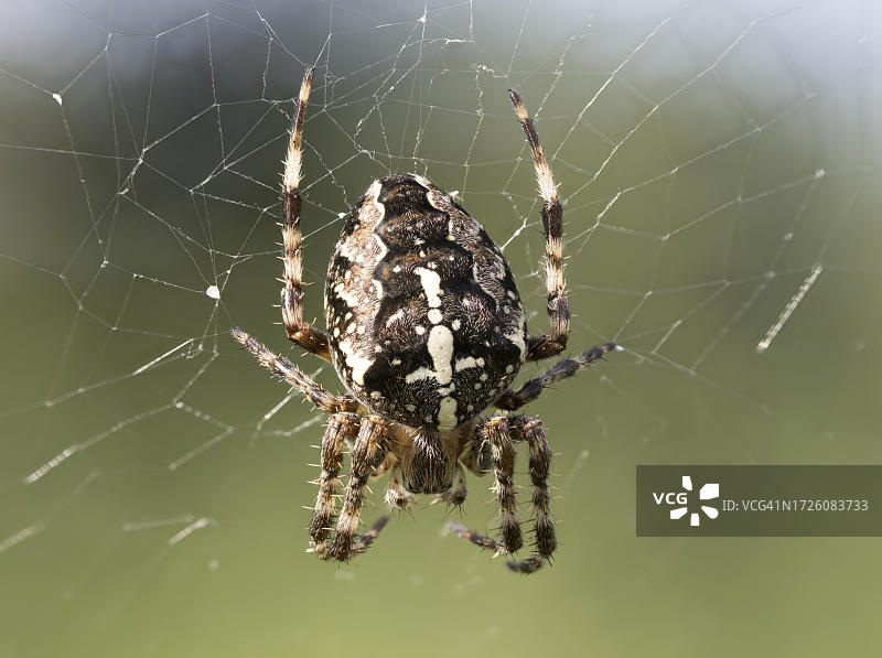 欧洲园蛛：等待猎物的蛛网中央图片素材