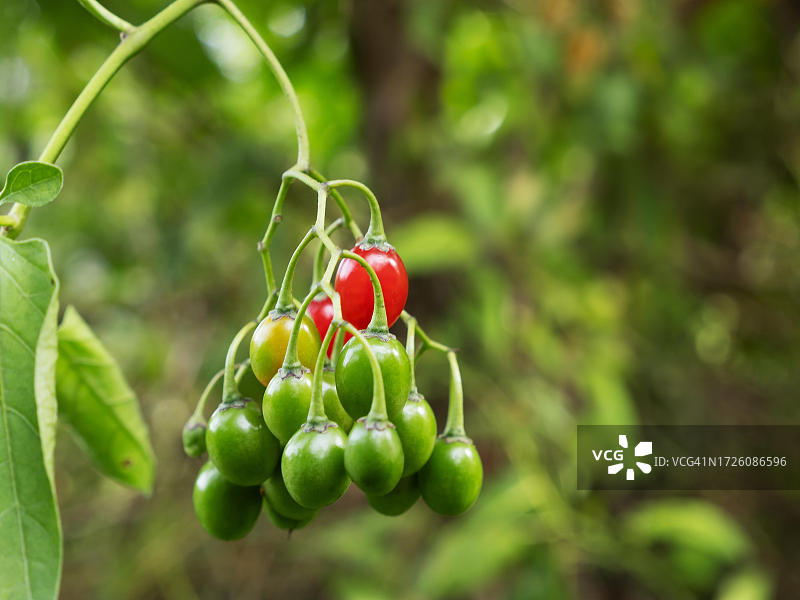 欧洲龙葵果实种子，该植物含有有毒生物碱，可引起惊厥和呼吸麻痹，德国北莱茵-威斯特法伦州图片素材