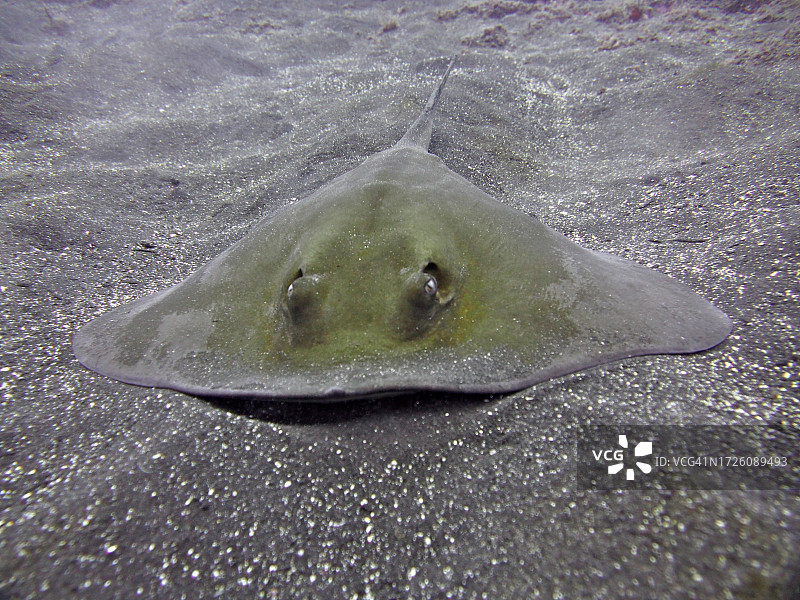 普通刺鳐，西班牙，大西洋图片素材