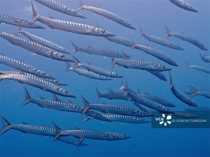 大加那利岛海域梭鱼群图片素材
