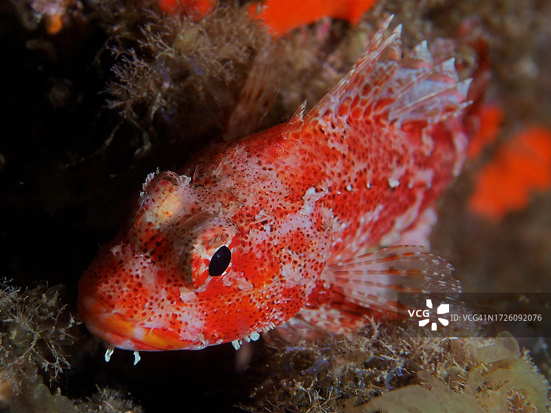 马德拉石斑鱼，西班牙加那利群岛图片素材