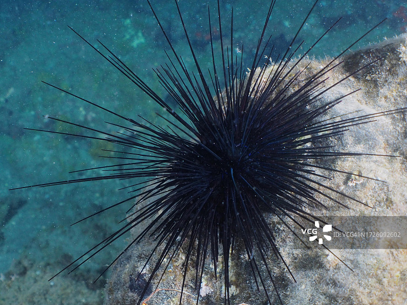 海胆，西班牙大加那利岛阿里纳加图片素材