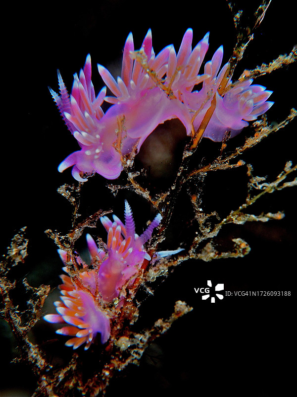 两只紫线海天牛标本，位于西班牙拉帕尔马岛Malpique潜水点，大西洋图片素材