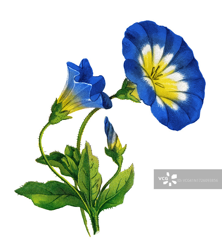 三色旋花植物的老式彩色石印插图图片素材