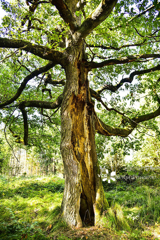 德国巴伐利亚老橡树（栎属）图片素材