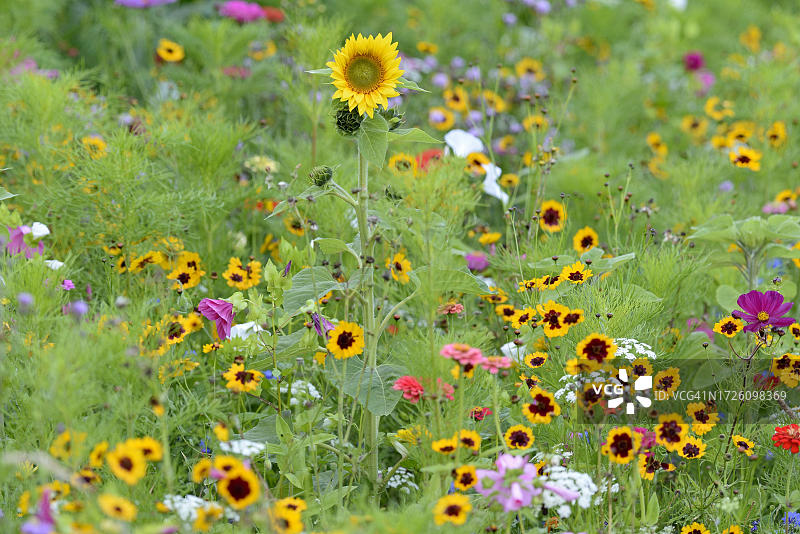 德国北莱茵-威斯特法伦州的向日葵花带图片素材